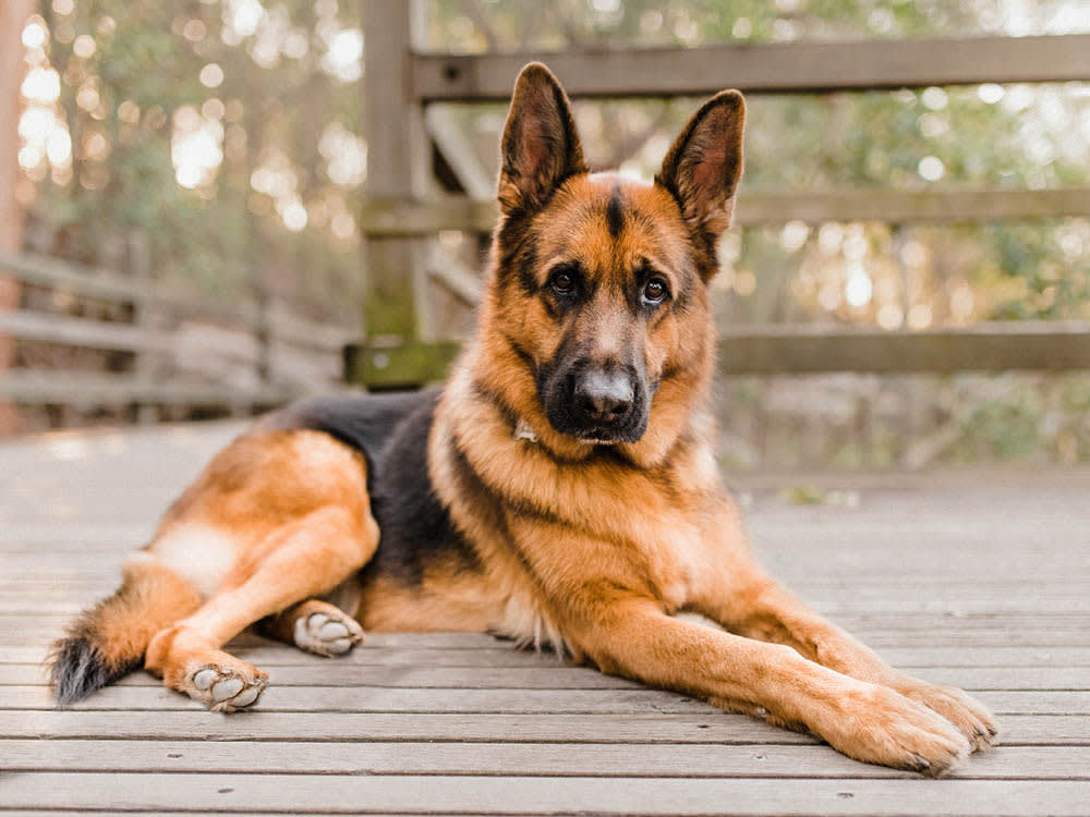 This Dog Cancer Gives Almost No Warning. Then It's an Emergency.