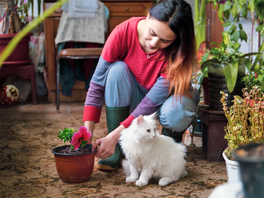The Real Hibiscus Danger to Cats Isn't Hibiscus. It's Its Toxic Look-Alike