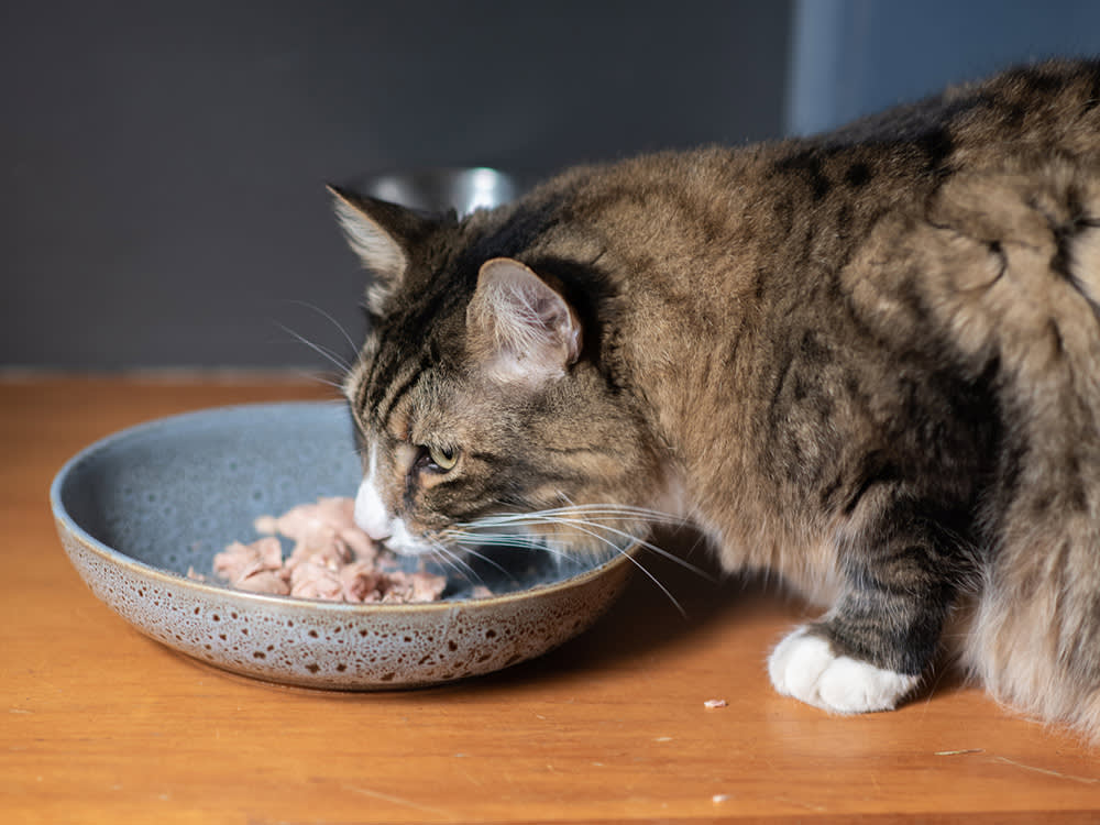 High-Calorie Cat Food Isn't an Upgrade. It's a Prescription.