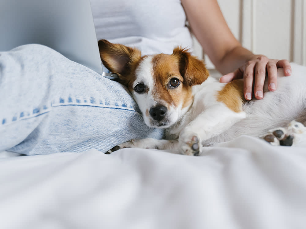 Your Dog's Resting Breathing Rate Is an Early-Warning System. Here's How to Read It.