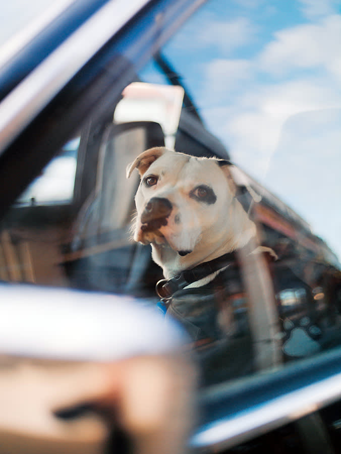 It's Illegal to Cook a Dog in a Car. In Most States, It's Still Illegal to Save One.