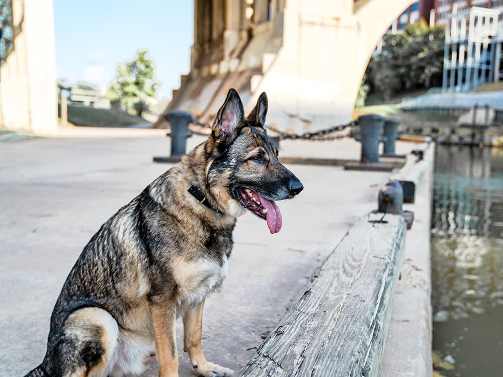Houston Might Be America's Most Underrated Dog City. Here's the Map.