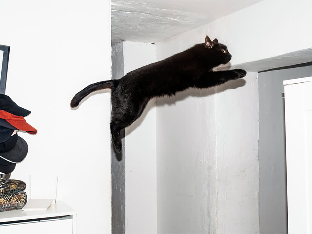 Your Cat Clears Eight Feet From a Standstill. Here's How.