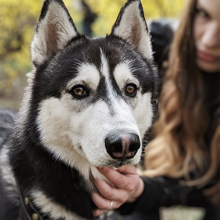 We Cracked the Origin of Cows and Cats. The Dog Still Stumps Us.