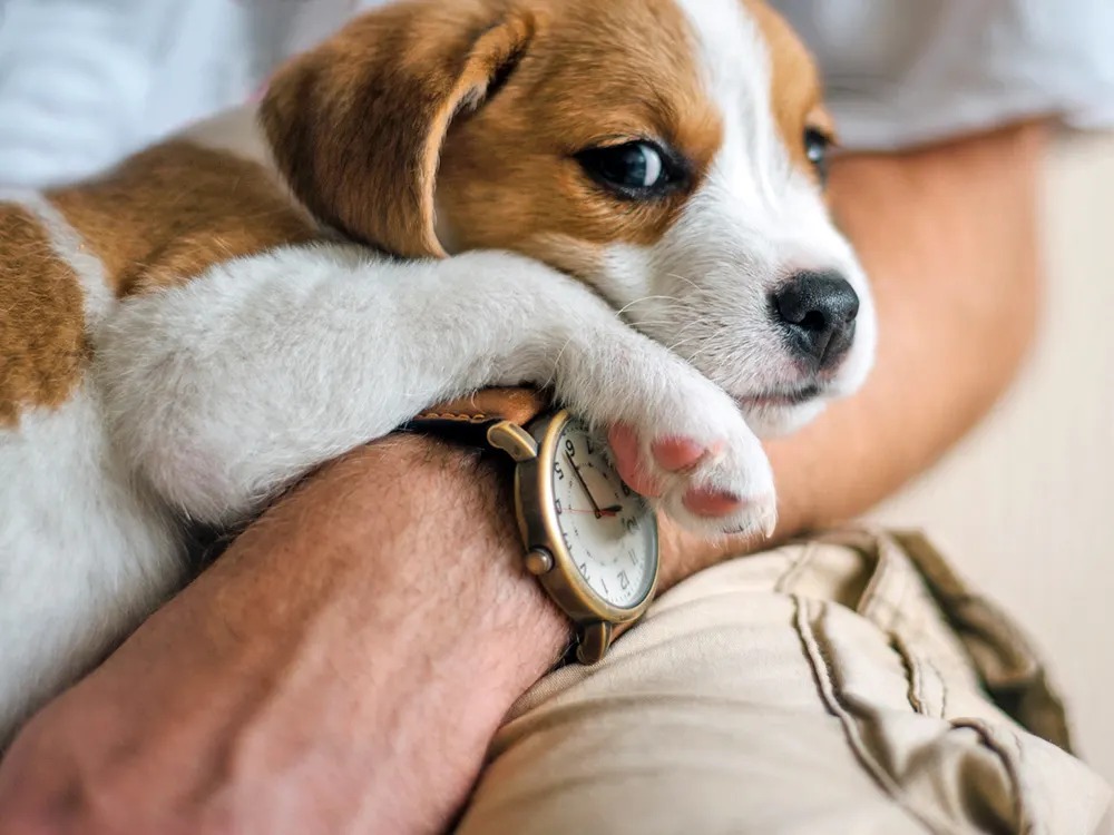 Your Dog Doesn't Know It's 5 O'Clock. It Knows You.