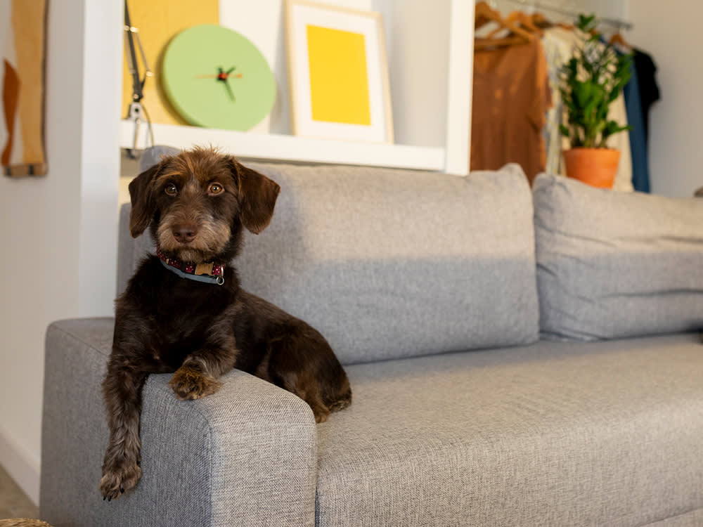 Your Dog Isn't Watching the Door. They're Smelling the Clock.