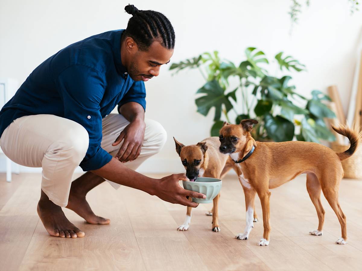 You're Counting Dog Treats Wrong
