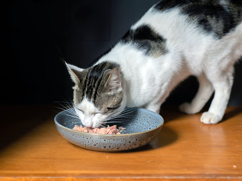 Wet Food Beats Kibble. That Doesn't Mean All-You-Can-Eat.