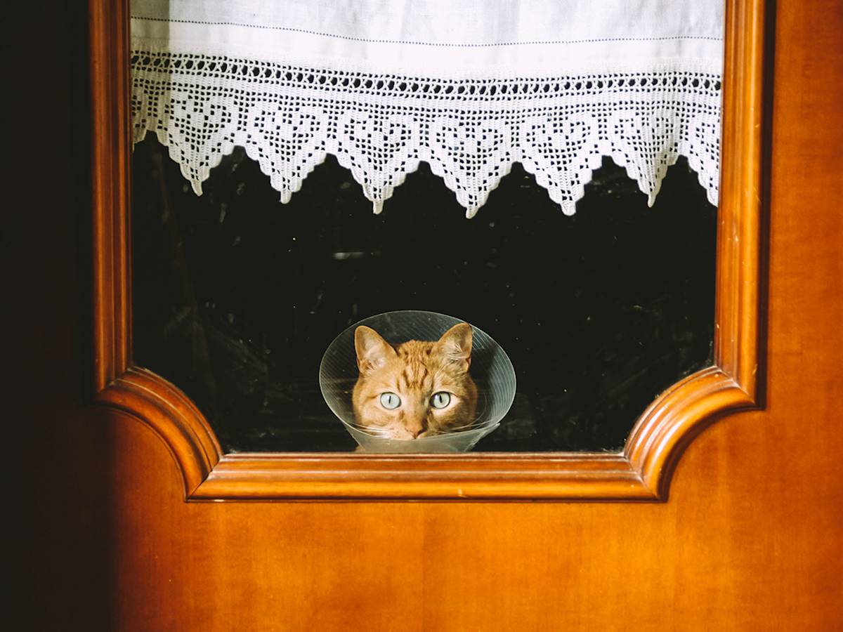 Your Cat Needs the Vet More Than Once a Year