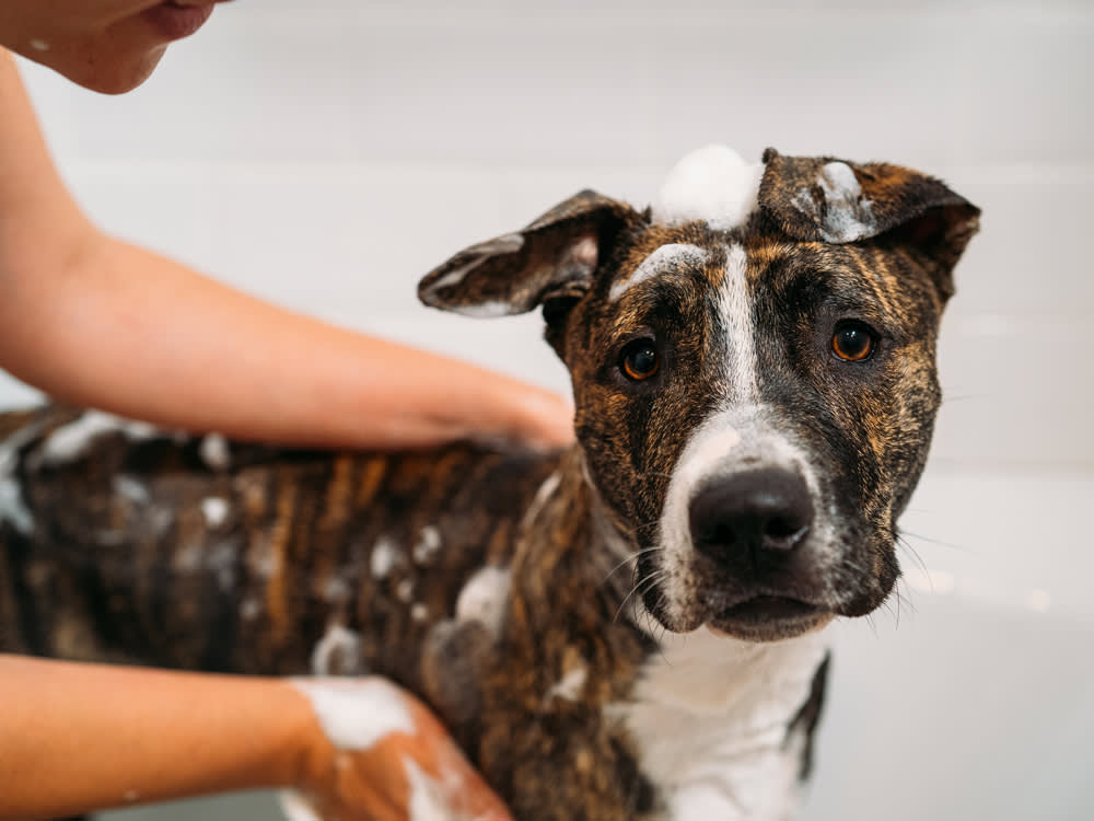 You're Probably Washing Your Dog Too Much