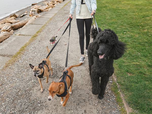 Your Dog Walker Isn't a Babysitter. Hire Like It Matters.