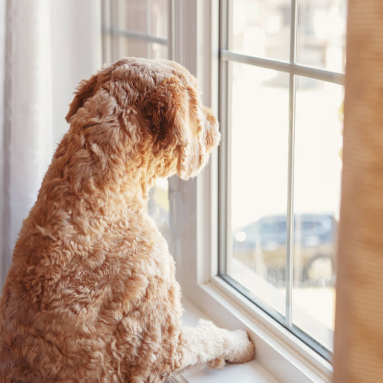 Your Dog Knows You're Coming Home. It's Smelling Time Pass.