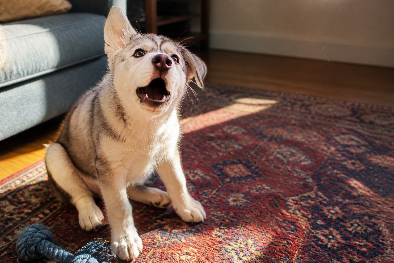 Your Dog's 'Attention Barking' Is a Conversation. You Taught It the Words.