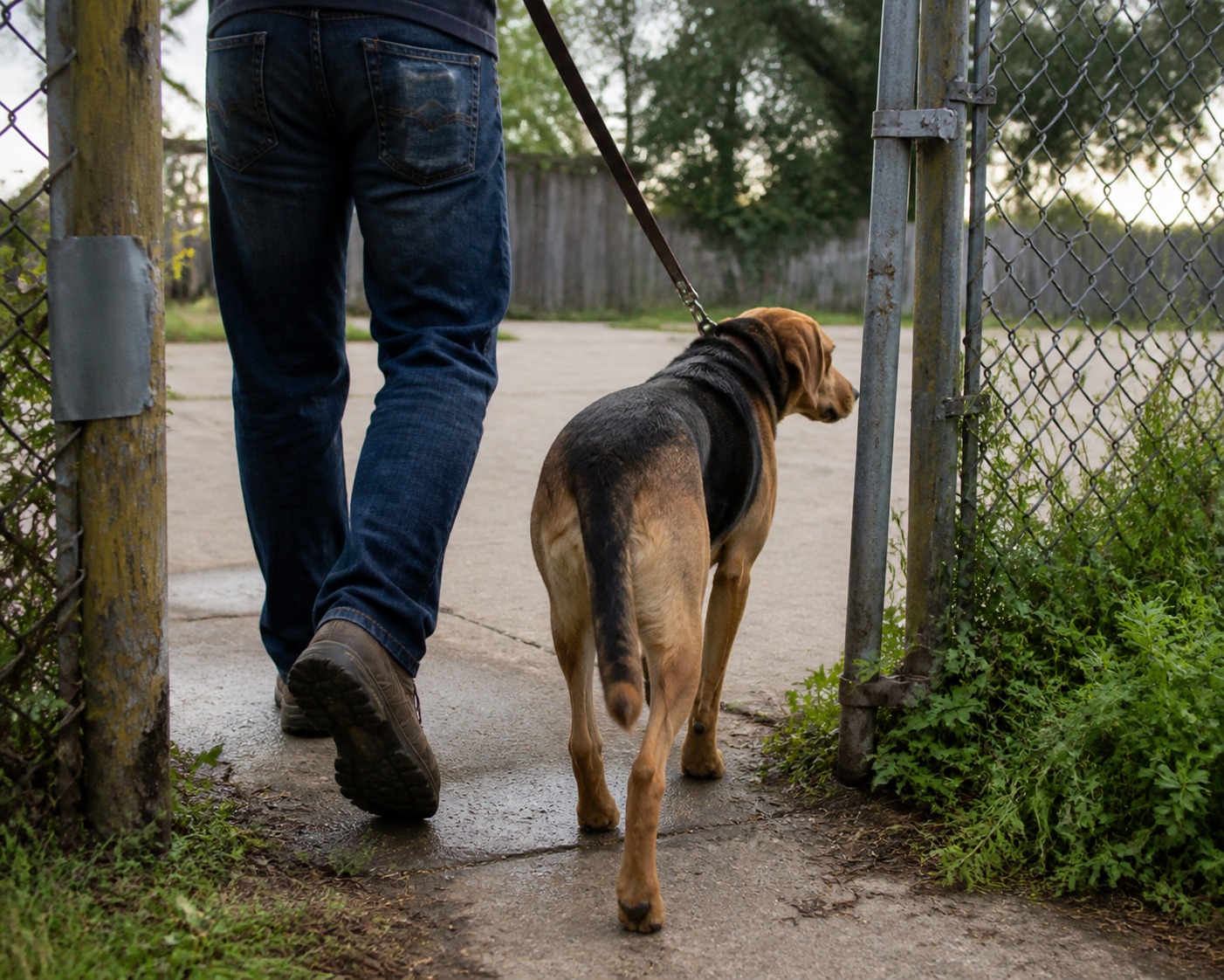 When ICE Detains an Owner, the Dog Is the Collateral Nobody Planned For