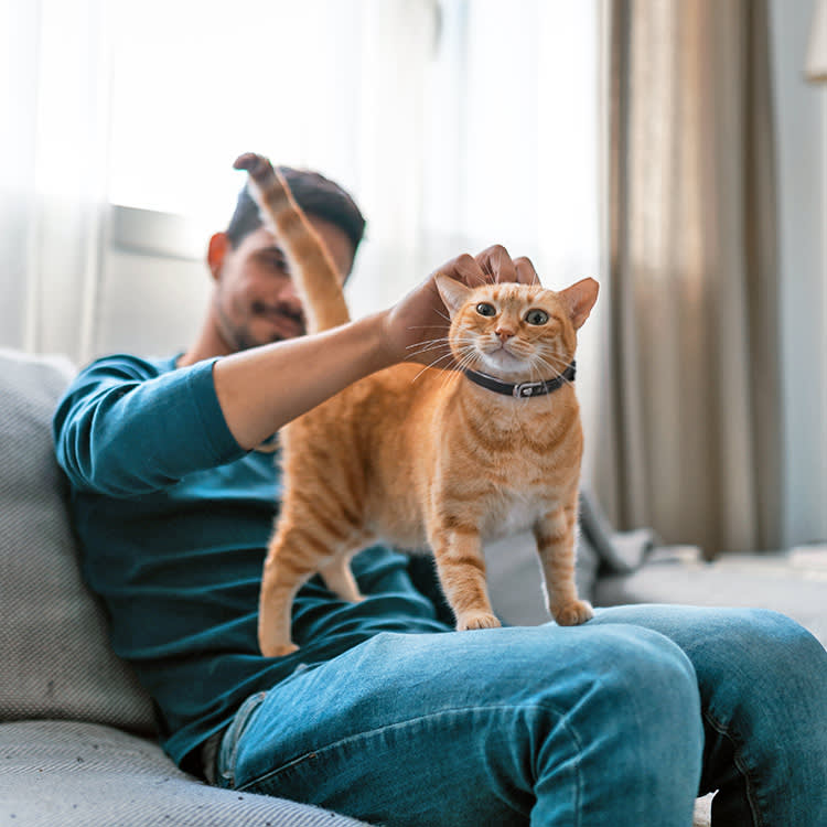 You Can't Tell Your Cat's Breed by Looking. Here's What Actually Works