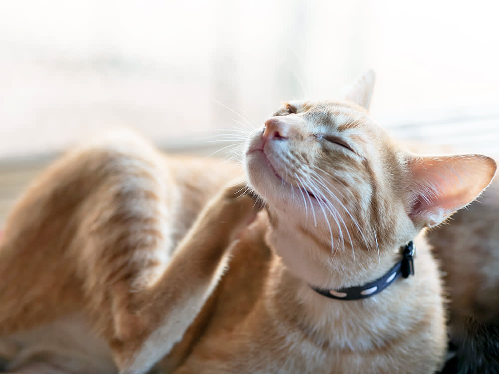 Your Indoor Cat Can Still Get Fleas. Here's How They Sneak In