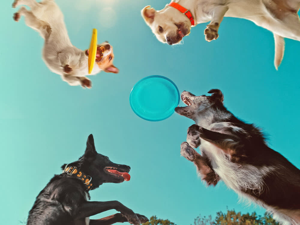 Netflix's Dog Documentary Is Great. The Title Is a Lie.