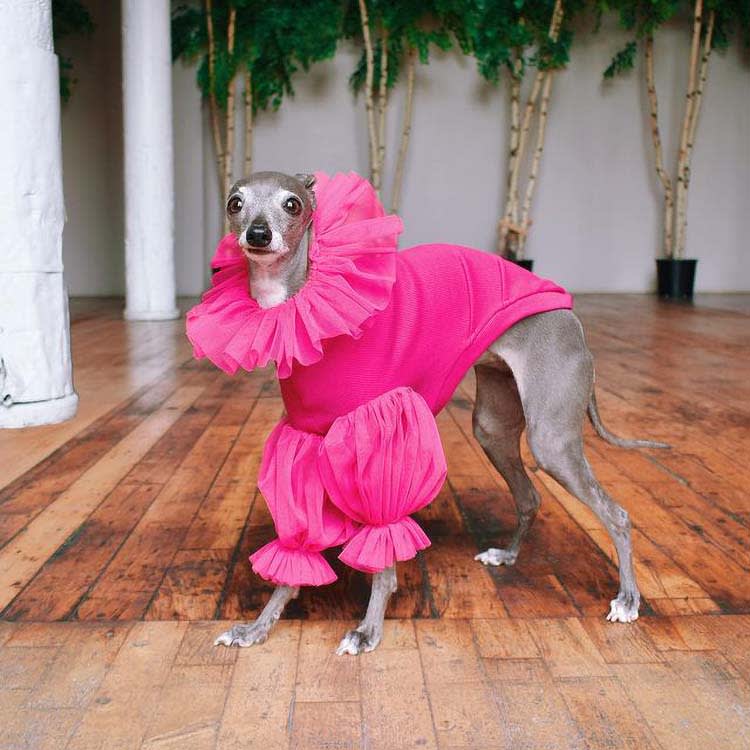 The 8 Dogs Who Built the Entire Pet-Influencer Era