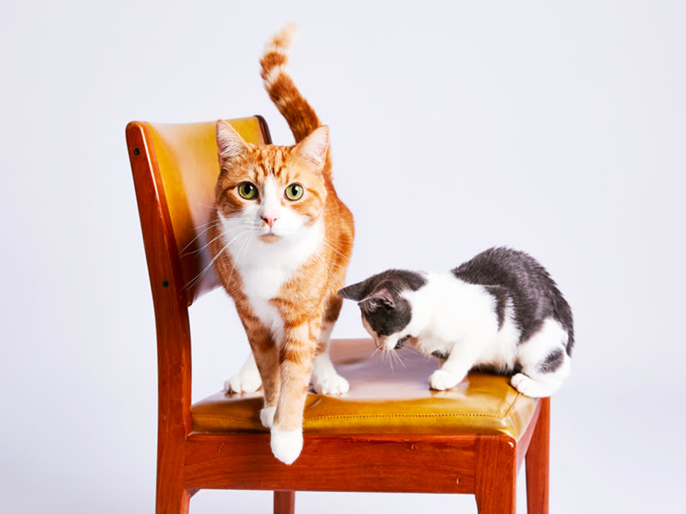 Bringing a Cat Into a Dog's House? The Dog Is Your Real Project.