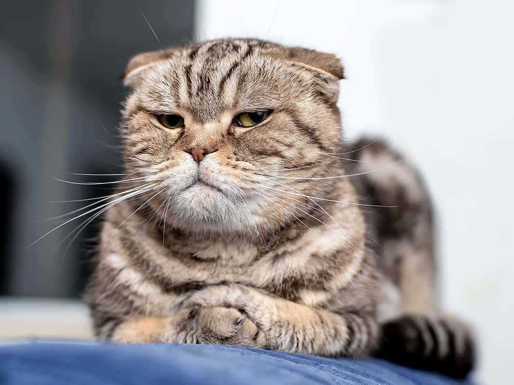 Some Cats Are Happier as Only Children. Here's How to Tell.