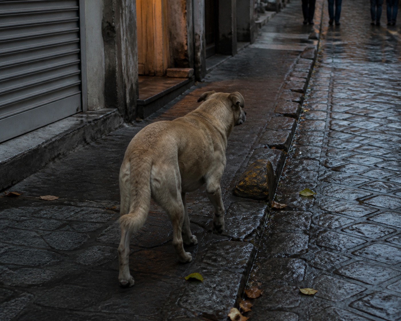'Stray' Filmed a Country That Protected Its Street Dogs. That Country Is Gone.