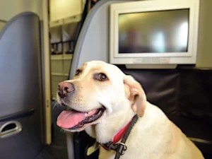 Italy Just Ended the 'Big Dogs Ride in Cargo' Rule. The Rest of the World Is Watching.