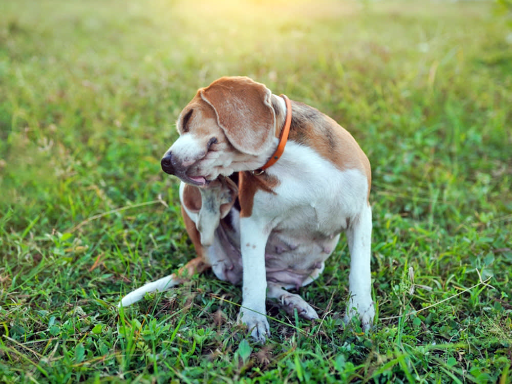 Itchy After Every Yard Romp? Don't Blame the Grass Yet