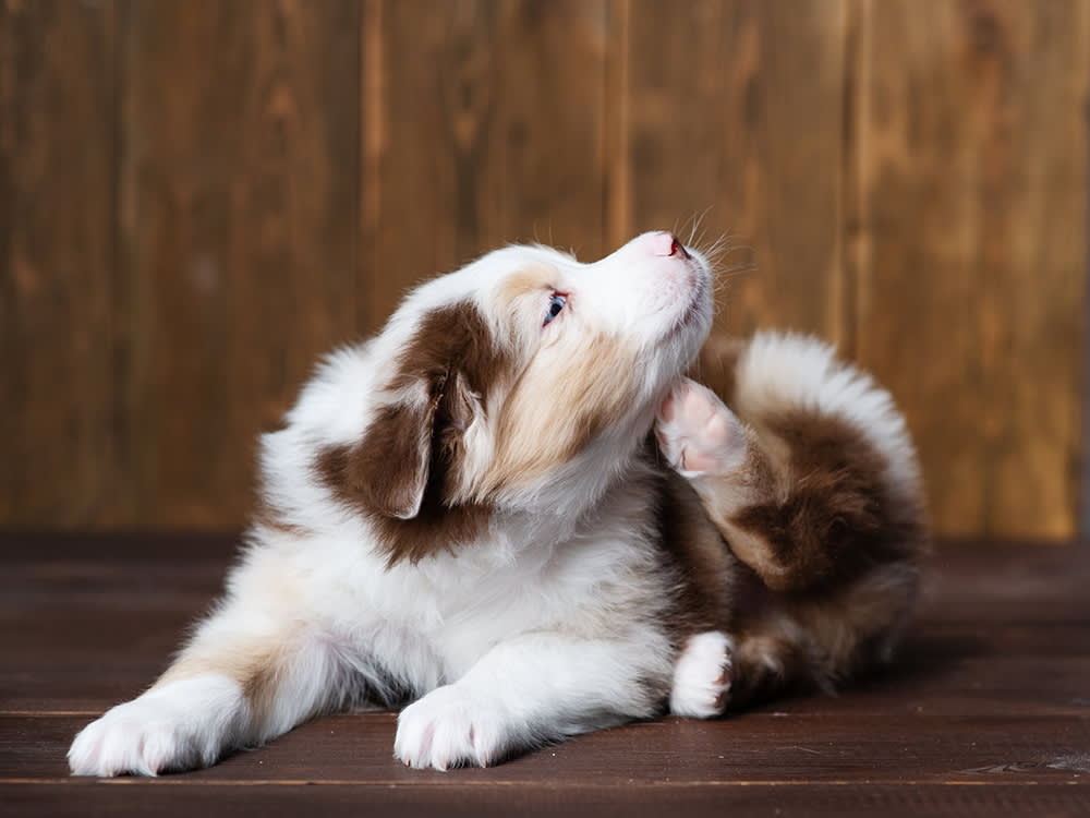 Nothing in Your Pantry Will Cure Your Dog's Itch. 11 Things Will Make Tonight Bearable.