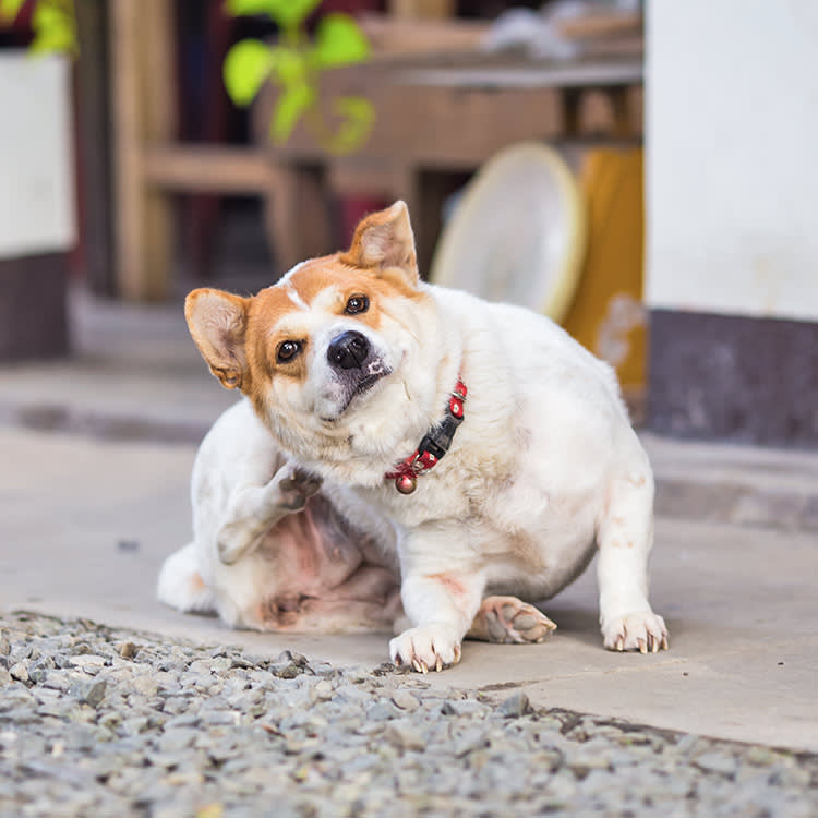 No Fleas, Still Scratching? 7 Culprits, Ranked by How Likely They Are.