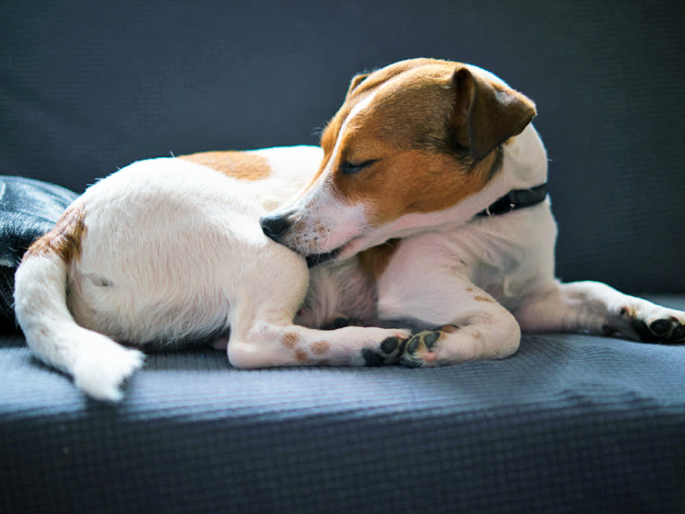 Your Dog's Itch Is a Symptom, Not a Diagnosis. 13 Culprits, Sorted 4 Ways