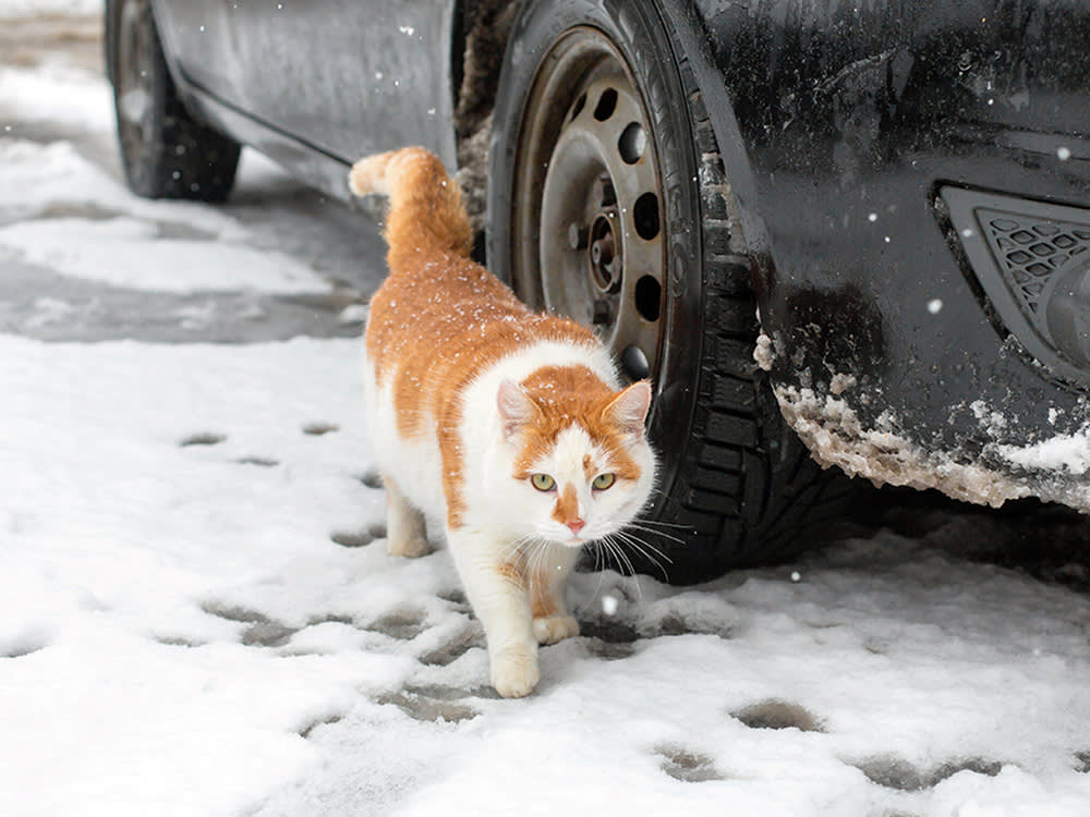 7 Ways to Help the Stray Cats on Your Street Survive Winter