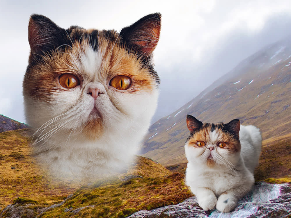 The Best Pet Portraits Are the Least Dignified Ones