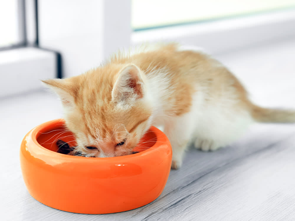 Your Kitten Isn't Starving. Weigh Them Every Week.