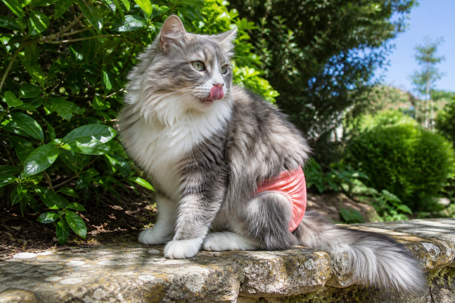 Most Kittens Should Never Wear a Diaper. If Yours Truly Needs One, Read This.