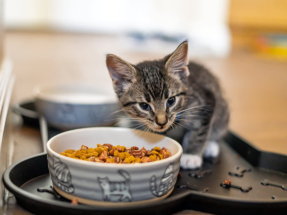 When a Kitten Can Eat Dry Food, and the Tradeoff Nobody Mentions