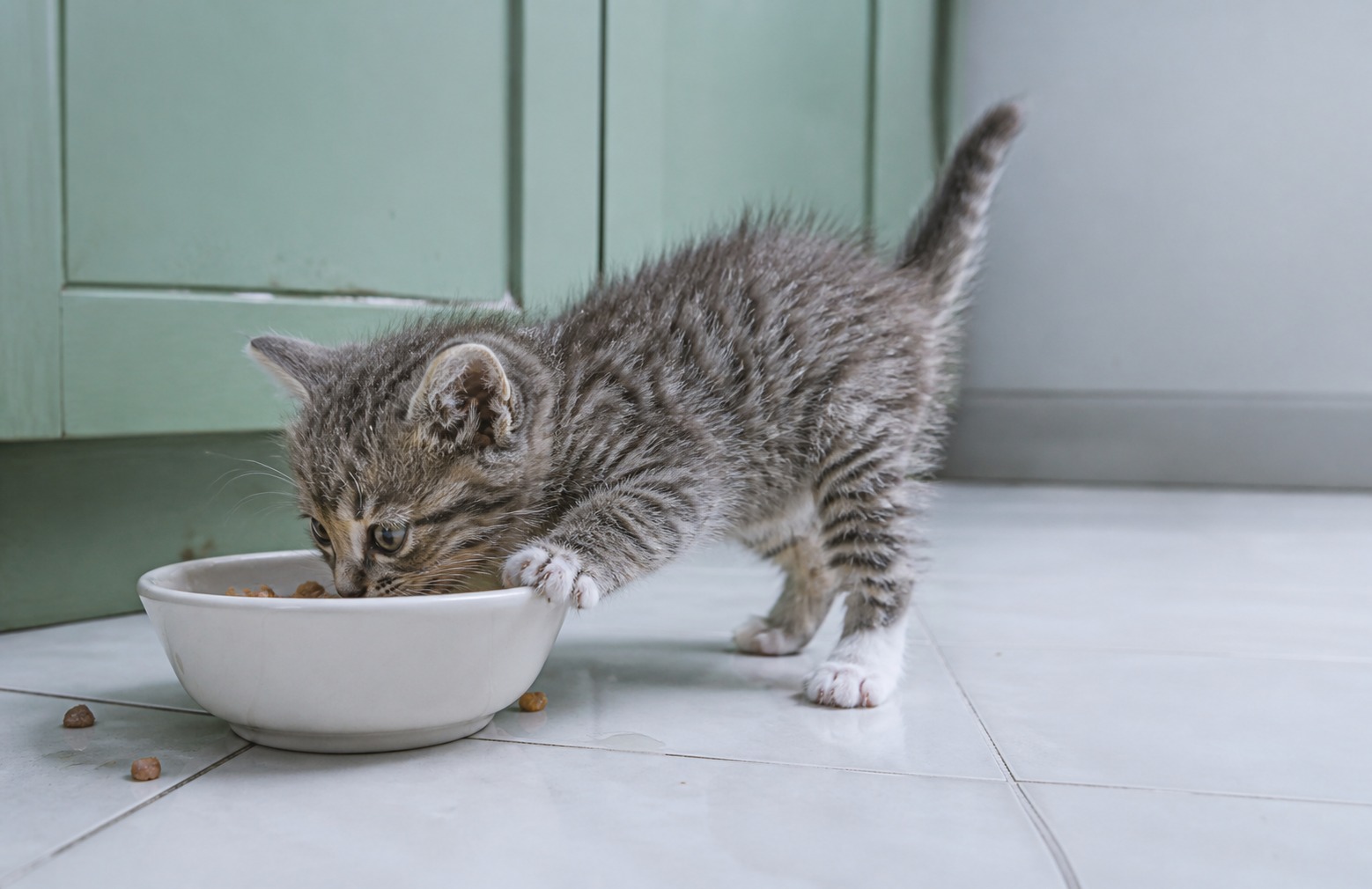 Your Kitten Isn't Starving. Weigh Them Every Week.