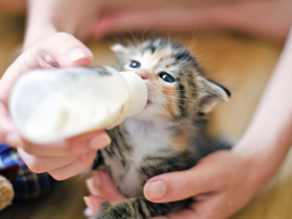 That Saucer of Milk Could Land a Kitten in the ER. What to Feed Instead.