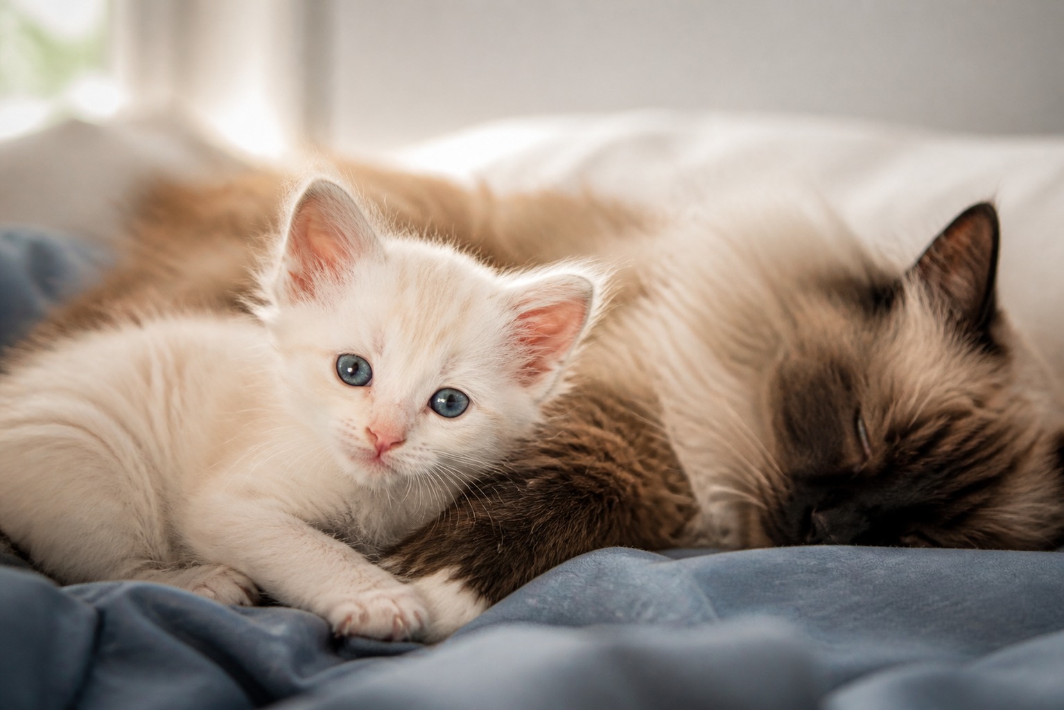 The Kitten Nursing Clock Is a Lie. Watch the Milestones Instead