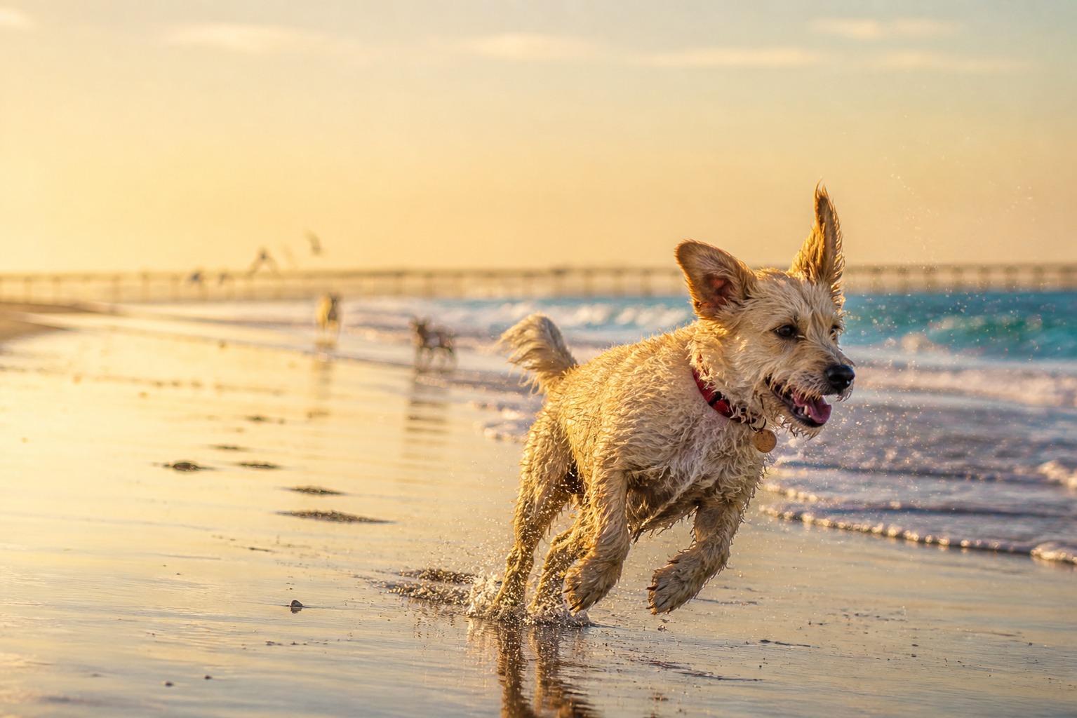 LA County Has Exactly One Off-Leash Beach. Plan Around It.