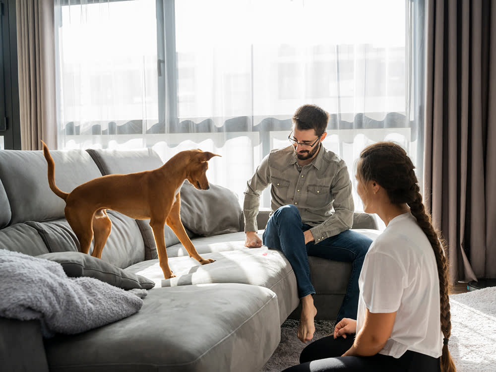 A Laser Pointer Isn't a Toy. It's a Job Your Dog Can Never Finish.