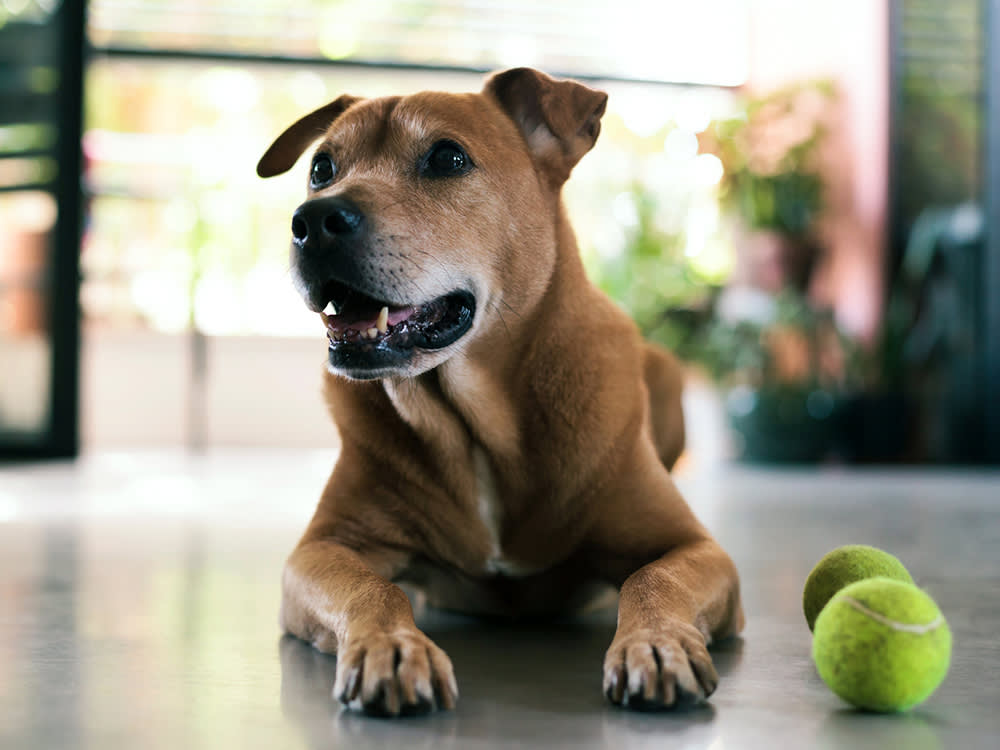 No One Regulates Lead in Dog Toys. Here Is How to Shop Around the Gap