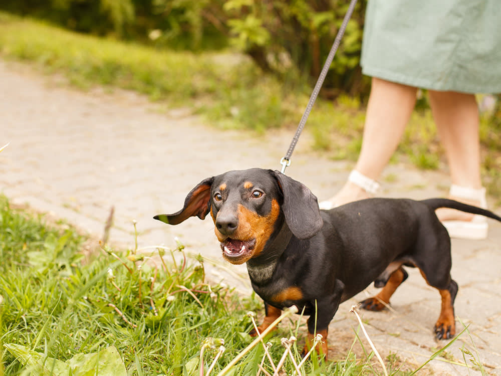 Your Dog Isn't Being Rude. He's Cornered.