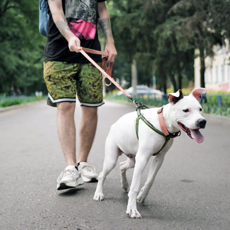 You Didn't Cause Your Dog's Leash Reactivity. Here's How to Manage It