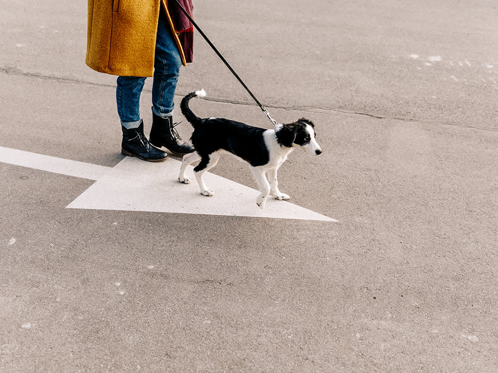 The Leash Is a Seatbelt, Not a Steering Wheel. That's Why Your Puppy Pulls.