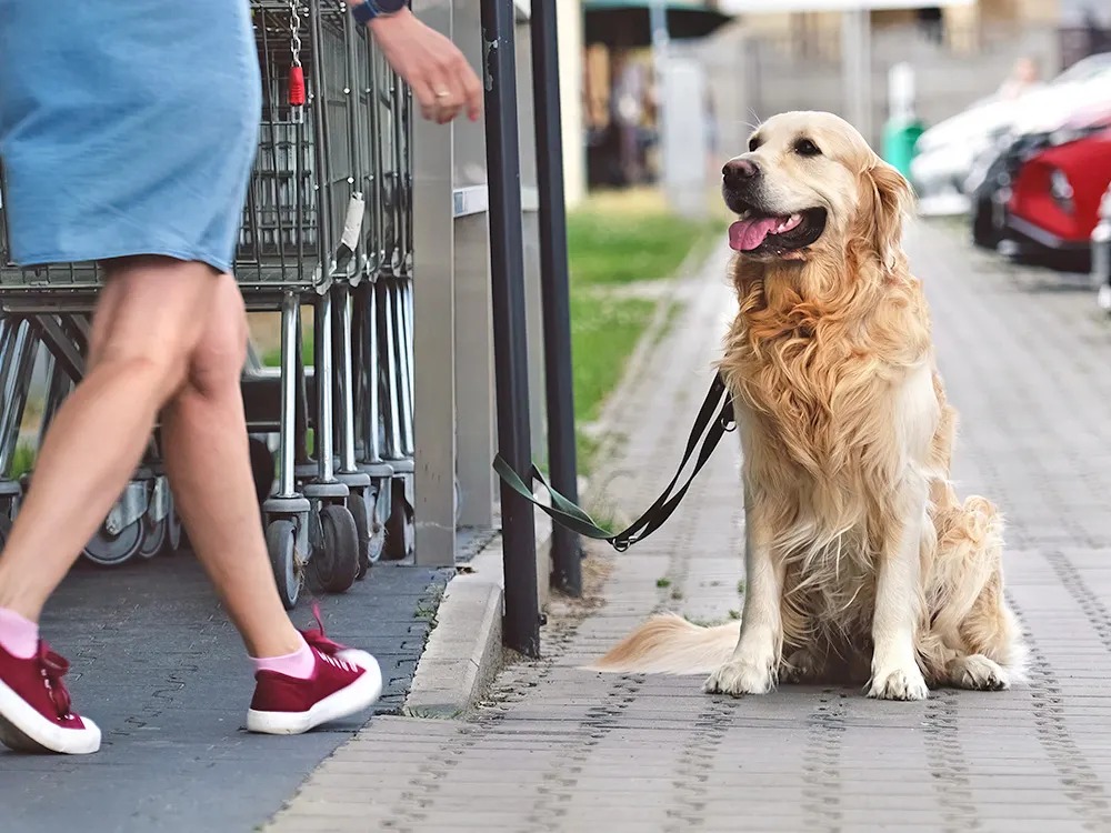 The Real Danger of Tying Your Dog Outside a Store Isn't Your Dog