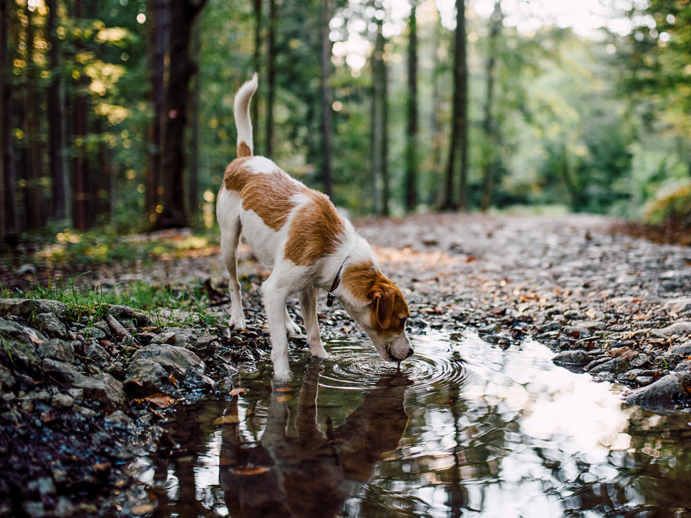 Leptospirosis Used to Be a Country-Dog Problem. Now It's Hunting City Dogs.