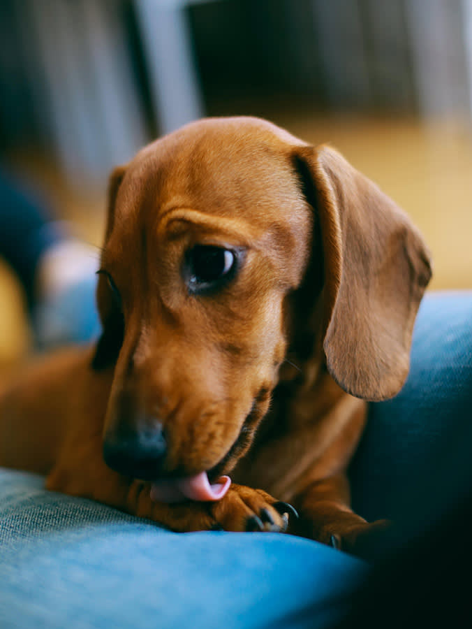No Home Remedy Will Fix a Lick Granuloma. The Cone Might.