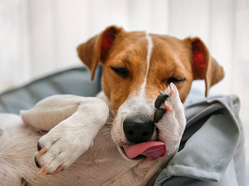 Your Dog Isn't Licking His Leg Raw Out of Boredom. X-Ray What's Under It.