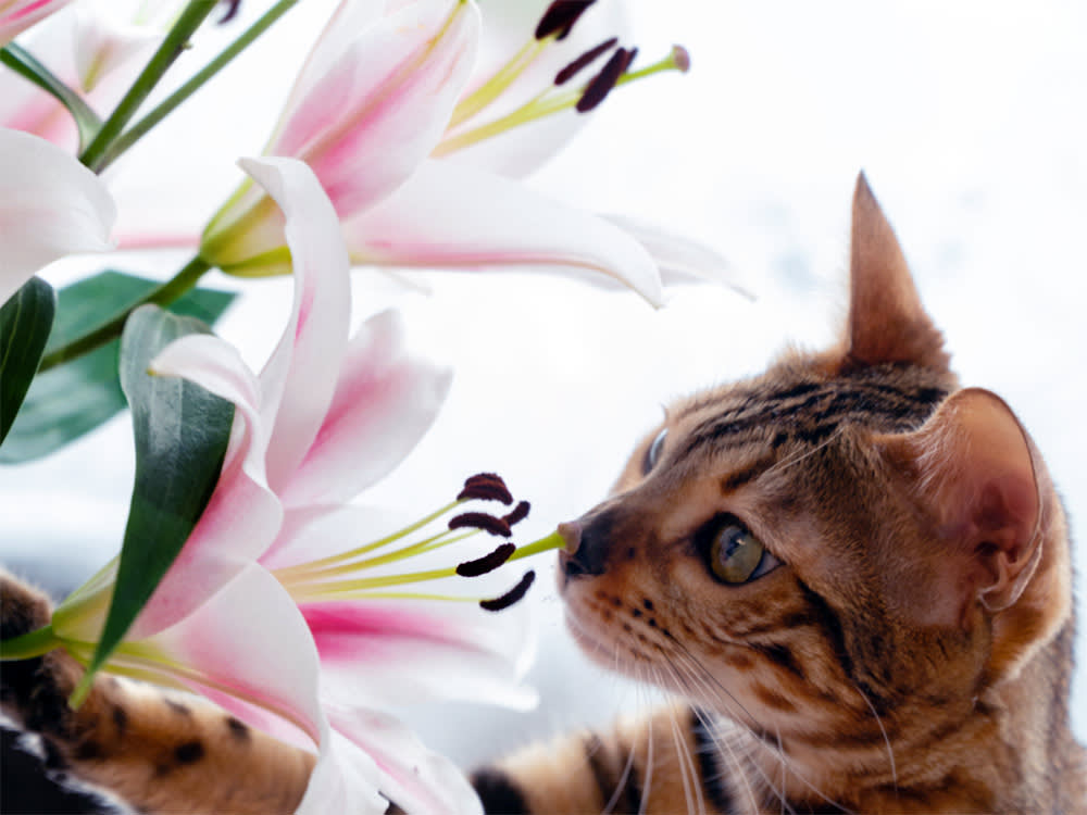 Your Cat Doesn't Have to Eat the Lily. The Vase Water Will Do.