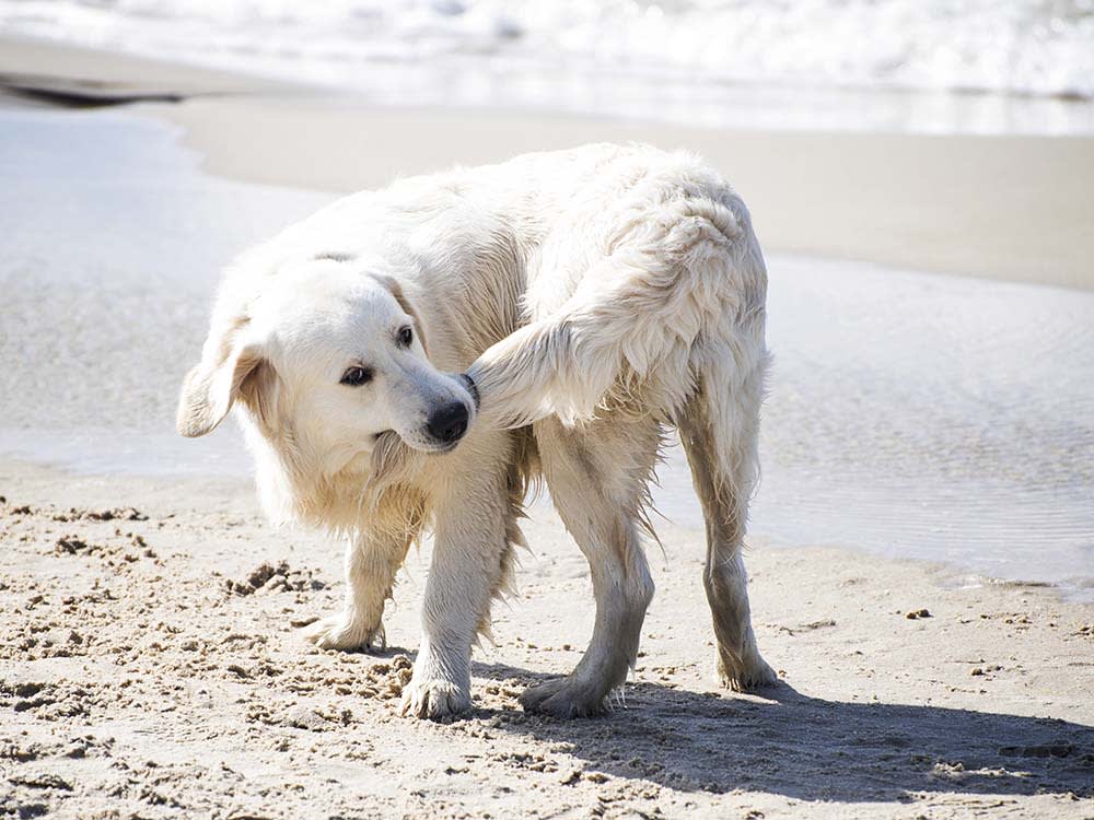 Your Dog's Tail Went Limp After a Big Day Out. It's Probably Not Broken